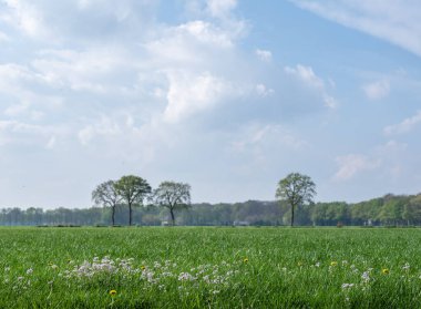 İlkbaharda, Hollanda 'daki utrecht yakınlarındaki mavi gökyüzünün altında, meşe ağaçlarının yanında pentekostal çiçekleri olan çayır.