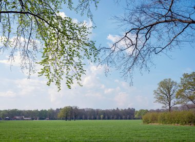 Baharda ağaçlarla dolu yeşil çimenli çayırlar utrechtse heuvelrug 'da, kapının yanında.