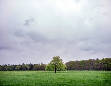 Kestane ağacıyla bahar çayırı ve arka planda ormanlı çiçekler. Hollanda 'da, utrecht yakınlarında.