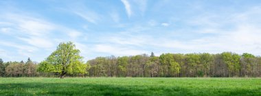 Orman, Hollanda 'da, Hollanda' daki utrecht yakınlarında mavi gökyüzünün altında kestane ağacıyla çayırın yanındaki ilkbahar renklerini gösteriyor.