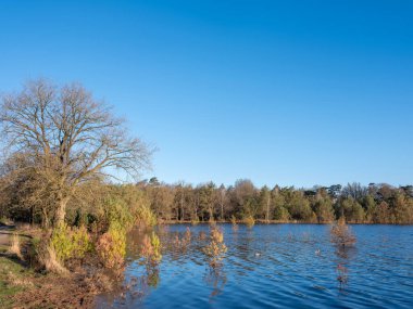 Sel basmış küçük çam ağaçları, Hollanda 'da, mavi gökyüzünün altında ilkbaharın başlarında.