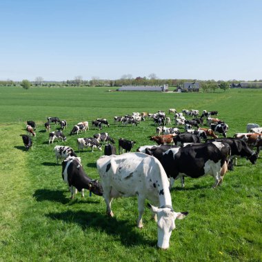 Baharın güneşli bir gününde Hollanda 'nın göbeğinde dere yatağında görülen benekli sığırlar yeşil çayırlarda ve çiftliklerde görüldü.