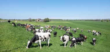 Yeşil çimenli tarlalarda benekli inekler ve nehir yatağında güneşli bir baharda Hollanda 'nın göbeğinde görülen çiftlik.