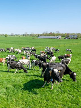 Yeşil çimenli tarlalarda benekli inekler ve nehir yatağında güneşli bir baharda Hollanda 'nın göbeğinde görülen çiftlik.