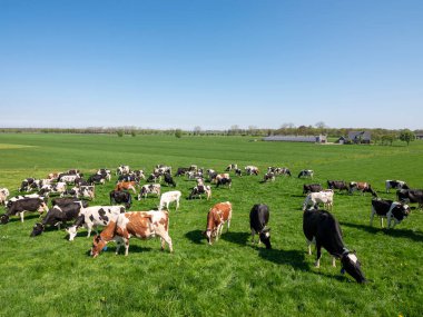 Yeşil çimenli tarlalarda benekli inekler ve nehir yatağında güneşli bir baharda Hollanda 'nın göbeğinde görülen çiftlik.