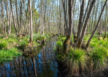 Hollanda 'nın Hollanda eyaletindeki Elder Ormanı' ndaki ağaçlar ve hendekler baharda mavi gökyüzünün altında.