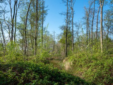Hollanda 'nın Uttrecht bölgesindeki yaşlı ormanlarda ağaçlar ve çiçekler baharda mavi gökyüzünün altında.