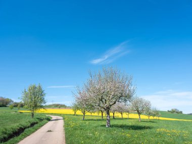 Kırsal alanda çiçek açan meyve ağaçları Saarbrucken ve Trier arasında baharda mavi gökyüzünün altında kolza tohumu tarlasında.