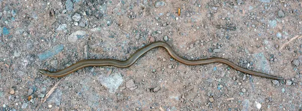 Taşlı orman yolunda yavaş solucanlar görünüyor.