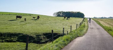 İnsan kahverengi ineklerin yanında köpek gezdirir mavi gökyüzünün altında yeşil çimenli çayırlarda Trier yakınlarında Alman saarland ve doğa parkında saar-hunsrueck