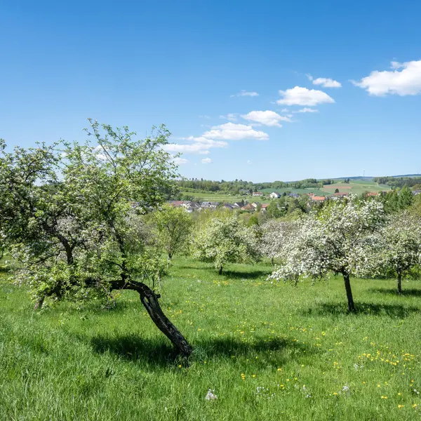 Doğa parkının güzel kırsal kesiminde baharda çiçeklenen meyve ağaçları ve mavi gökyüzünün altında taze renkler görülür.