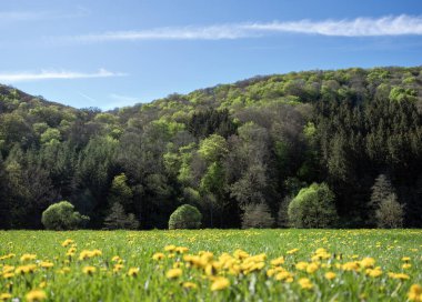 Almanya 'da Lüksemburg yakınlarında doğa parkında karahindiba bulunan taze bahar yaprakları ve tarlaları.