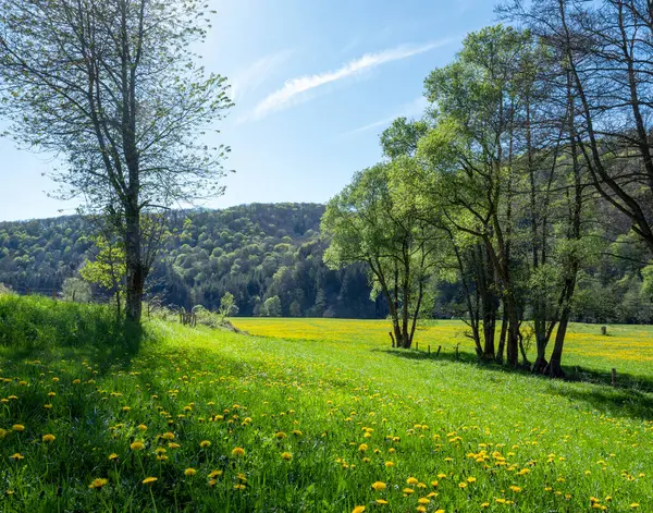 Almanya 'da Lüksemburg yakınlarında doğa parkında karahindiba bulunan taze bahar yaprakları ve tarlaları.