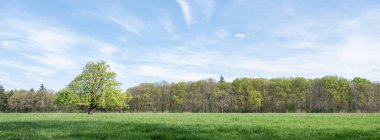 Orman, Hollanda 'da, Hollanda' daki utrecht yakınlarında mavi gökyüzünün altında kestane ağacıyla çayırın yanındaki ilkbahar renklerini gösteriyor.