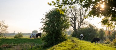 Hollanda 'da nehir ren taşkın uçaklarında genç ineklerle çimenli bir hendek.