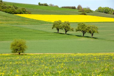 Saarbrucken ve Trier arasında ilkbaharda mavi gökyüzünün altında Alman ulusal parkındaki kolza tohumu tarlası ve ağaçlarıyla kırsal alan.