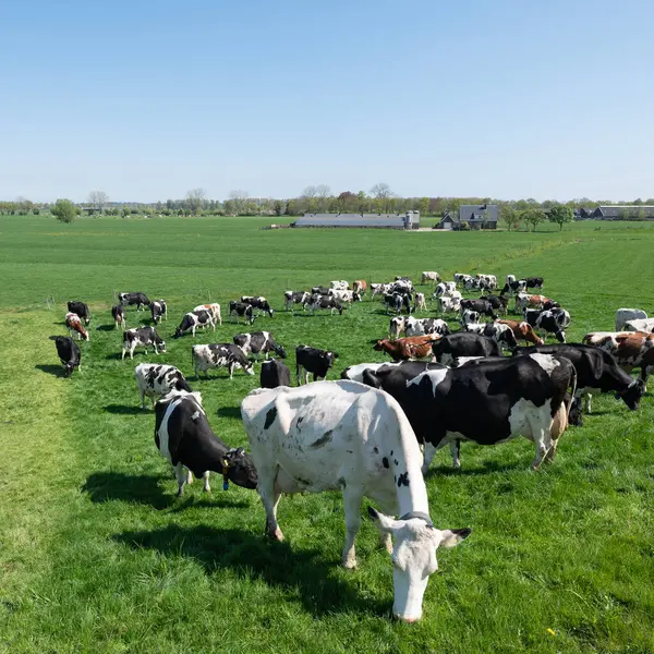 Baharın güneşli bir gününde Hollanda 'nın göbeğinde dere yatağında görülen benekli sığırlar yeşil çayırlarda ve çiftliklerde görüldü.