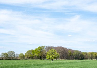 Orman, Hollanda 'da, Hollanda' daki utrecht yakınlarında mavi gökyüzünün altında kestane ağacıyla çayırın yanındaki ilkbahar renklerini gösteriyor.