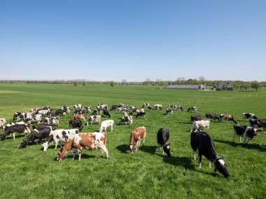 Yeşil çimenli tarlalarda benekli inekler ve nehir yatağında güneşli bir baharda Hollanda 'nın göbeğinde görülen çiftlik.