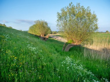Hollanda 'da söğütler ve bahar çiçekleriyle çimenli bir hendek sıcak akşam güneşinde mavi gökyüzünün altında
