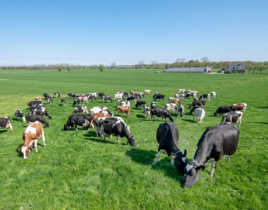 Yeşil çimenli tarlalarda benekli inekler ve nehir yatağında güneşli bir baharda Hollanda 'nın ortasında görülebilen bir çiftlik.