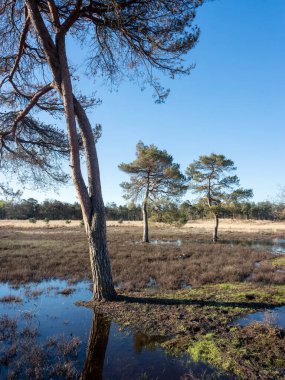 Sabah güneşi çam ağaçlarında ve su birikintilerinde Hollanda 'da, mavi gökyüzünün altında ilkbaharın başlarında.