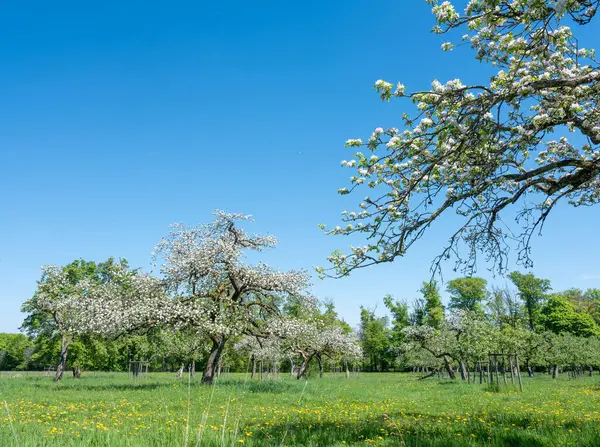Baharda Lüksemburg 'da mavi gökyüzünün altında çiçek açan çiçeklerle dolu bir manzara.