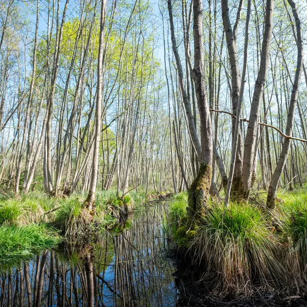 Hollanda 'nın Hollanda eyaletindeki Elder Ormanı' ndaki ağaçlar ve hendekler baharda mavi gökyüzünün altında.