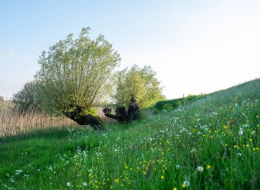 Hollanda 'da söğütler ve bahar çiçekleriyle çimenli bir hendek sıcak akşam güneşinde mavi gökyüzünün altında