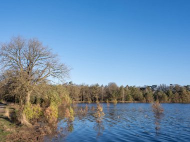 Sel basmış küçük çam ağaçları, Hollanda 'da, mavi gökyüzünün altında ilkbaharın başlarında.