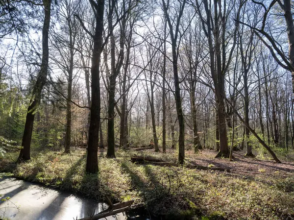 Hollanda 'da kanalın yukarısında taze bahar yaprakları ve ördek yosunu var.