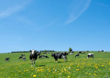 Lüksemburg 'un kuzeyinde mavi gökyüzünün altında yeşil çayırlarda sarı bahar çiçekleri olan siyah ve beyaz benekli inekler.