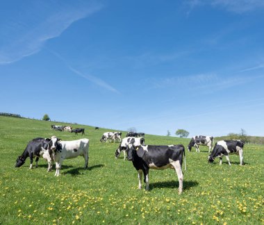Lüksemburg 'un kuzeyinde mavi gökyüzünün altında yeşil çayırlarda sarı bahar çiçekleri olan siyah ve beyaz benekli inekler.