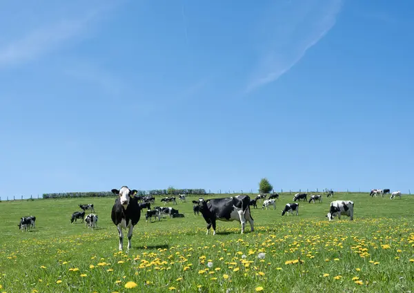 Lüksemburg 'un kuzeyinde mavi gökyüzünün altında yeşil çayırlarda sarı bahar çiçekleri olan siyah ve beyaz benekli inekler.