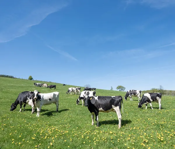 Lüksemburg 'un kuzeyinde mavi gökyüzünün altında yeşil çayırlarda sarı bahar çiçekleri olan siyah ve beyaz benekli inekler.