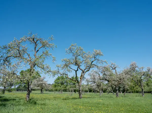 Baharda Lüksemburg 'da mavi gökyüzünün altında çiçek açan çiçeklerle dolu bir manzara.
