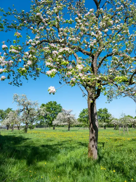 Baharda Lüksemburg 'da mavi gökyüzünün altında çiçek açan çiçeklerle dolu bir manzara.