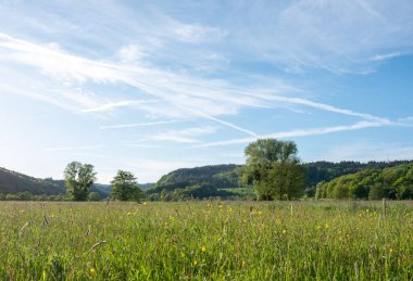 Almanya 'da Trier yakınlarında, ulusal park saar-hunsrueck' te, ağaçlarla ve nehir kıyısında çimenler var.