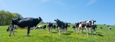 Lüksemburg 'un kuzeyinde mavi gökyüzünün altında yeşil çayırlarda sarı bahar çiçekleri olan siyah ve beyaz benekli inekler.