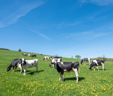 Lüksemburg 'un kuzeyinde mavi gökyüzünün altında yeşil çayırlarda sarı bahar çiçekleri olan siyah ve beyaz benekli inekler.