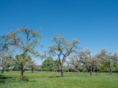 Baharda Lüksemburg 'da mavi gökyüzünün altında çiçek açan çiçeklerle dolu bir manzara.