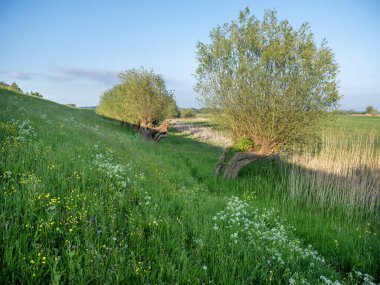 Hollanda 'da söğütler ve bahar çiçekleriyle çimenli bir hendek sıcak akşam güneşinde mavi gökyüzünün altında