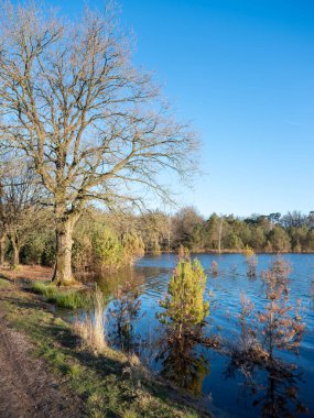 Sel basmış küçük çam ağaçları, Hollanda 'da, mavi gökyüzünün altında ilkbaharın başlarında.