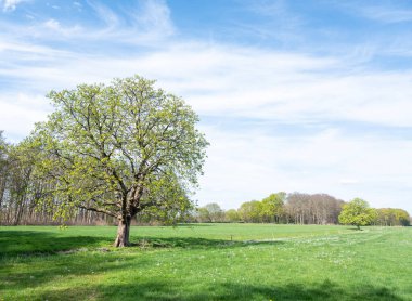 Orman, Hollanda 'da, Hollanda' daki utrecht yakınlarında mavi gökyüzünün altında kestane ağacıyla çayırın yanındaki ilkbahar renklerini gösteriyor.