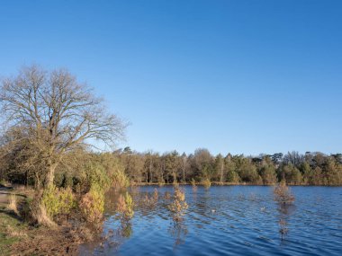 Sel basmış küçük çam ağaçları, Hollanda 'da, mavi gökyüzünün altında ilkbaharın başlarında.