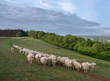 Güneşli bir yaz sabahı, Kent 'in kuzey yamaçlarında tuhaf koyunlar mavi gökyüzünün altında, arka planda kabarık bulutlar ve wye vadisiyle birlikte.