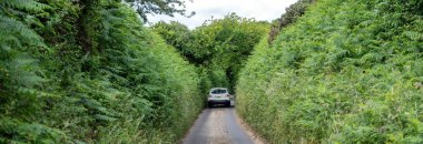 İngiltere 'nin Dorset kırsalındaki yemyeşil bitki örtüsü ile tipik yeşil yol üzerinde asılı duran yaşlı ağaç