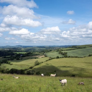 İngiltere 'nin yeşil çimenli tepeleri. Koyunlar mavi gökyüzünün altında otluyor.