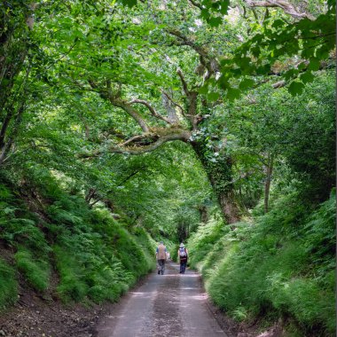 Yürüyüş yapan çift, İngiltere 'nin Dorset kırsalında yemyeşil, boş bir yolda meşe ağacının yanından geçiyor.