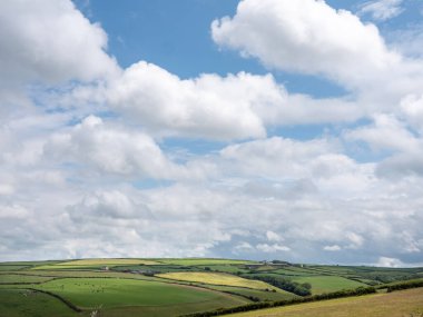 Cornwall 'daki Isaac Kalesi yakınlarında ineklerle ve çiftliklerle dolu bir manzara.